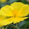 Helianthemum Golden Queen - Abriachan Nurseries